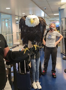 HUGE Bald Eagle Goes Through TSA at Charlotte Douglas International Airport
