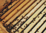 Huntersville Beekeepers Say Too Many Bees Are Being Lost to Developments