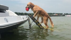 Dog boat ladder by Waterdog