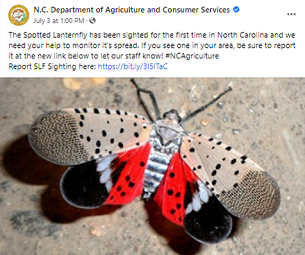 Invasion of The Lanternfly Hits Forsythe County, NC