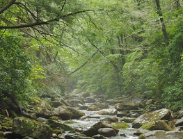 Final plan to manage Pisgah, Nantahala National Forest Unveiled